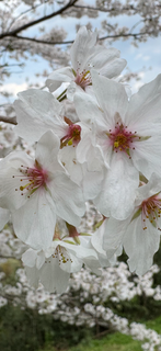 浅井の一本桜B.PNG