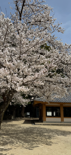 神社境内【桜】.PNG